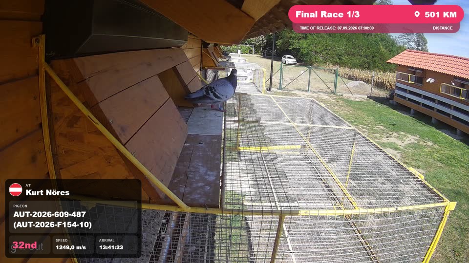 Pigeon Arrival Image For Race Final Race 1/3