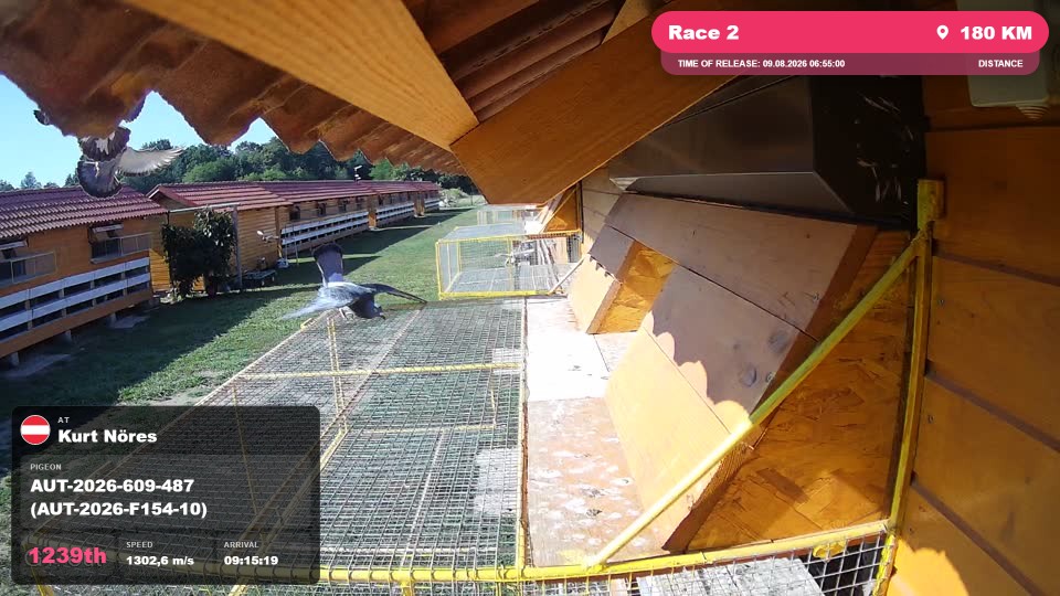 Pigeon Arrival Image For Race Race 2