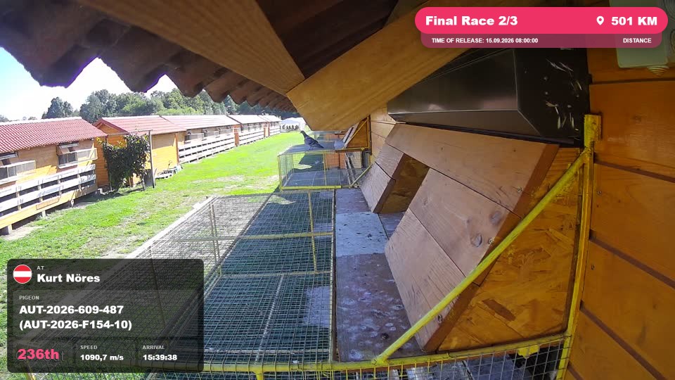 Pigeon Arrival Image For Race Final Race 2/3