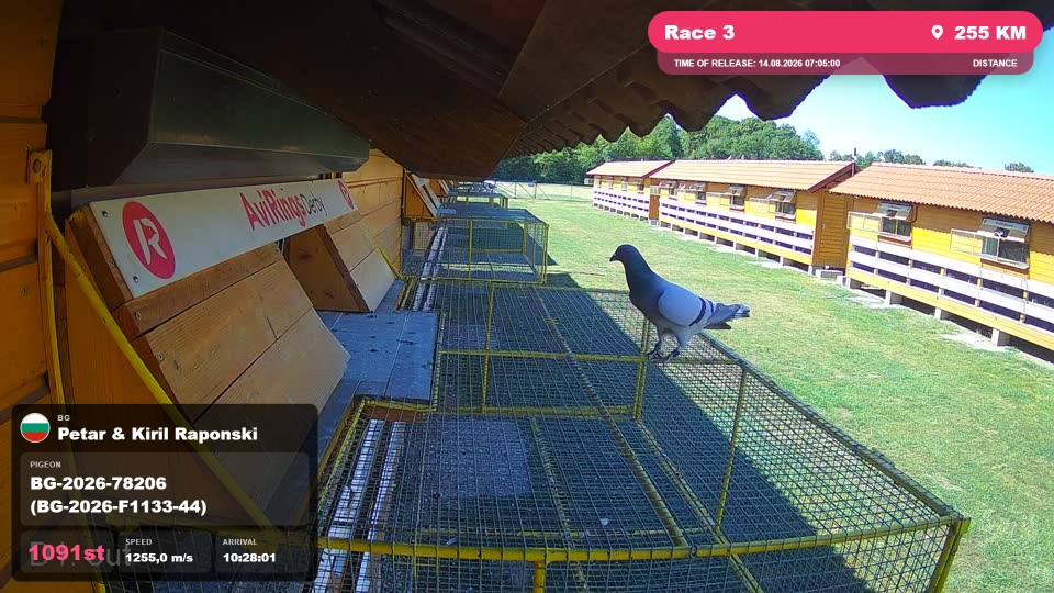Pigeon Arrival Image For Race Race 3