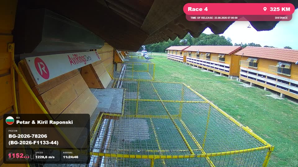 Pigeon Arrival Image For Race Race 4