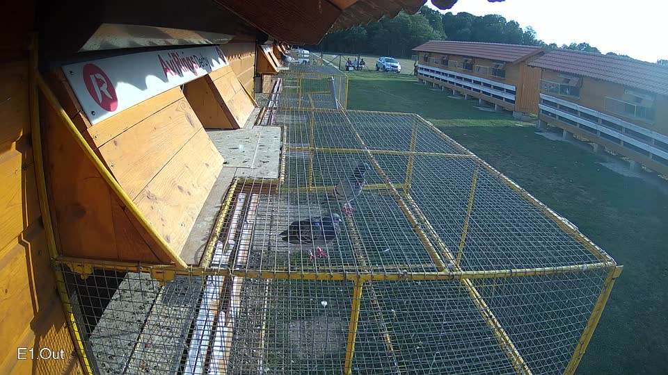 Pigeon Arrival Image For Race Race 4