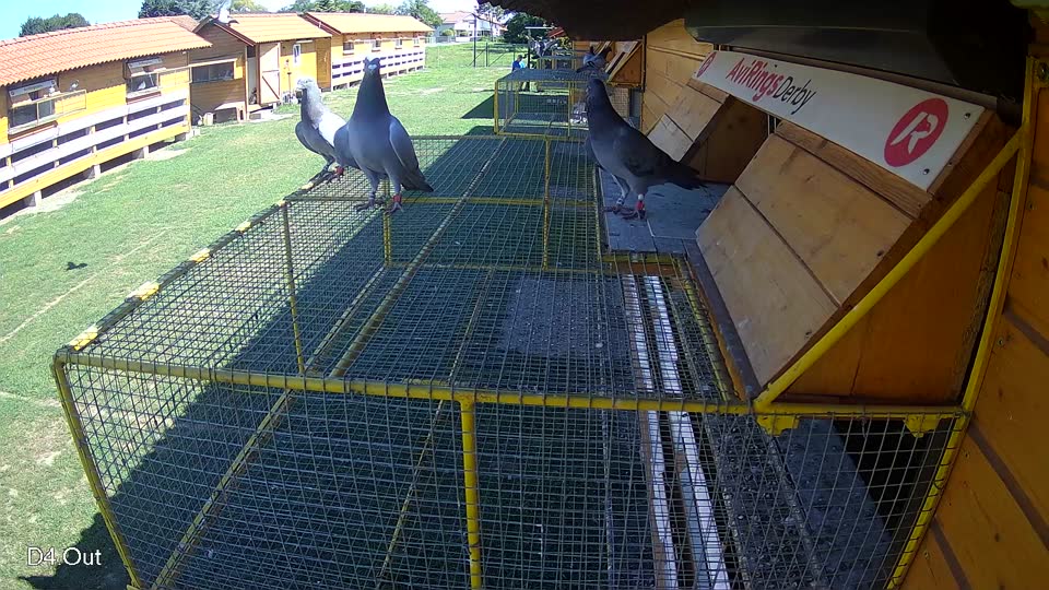 Pigeon Arrival Image For Race Race 2