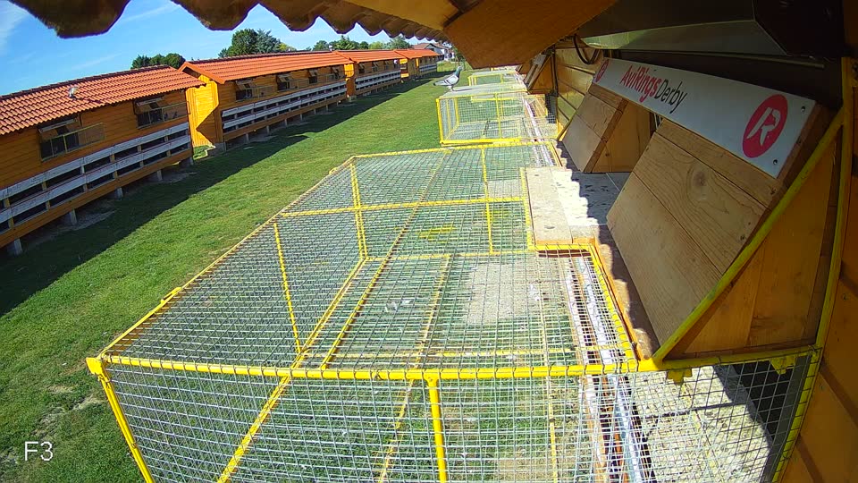 Pigeon Arrival Image For Race Race 5