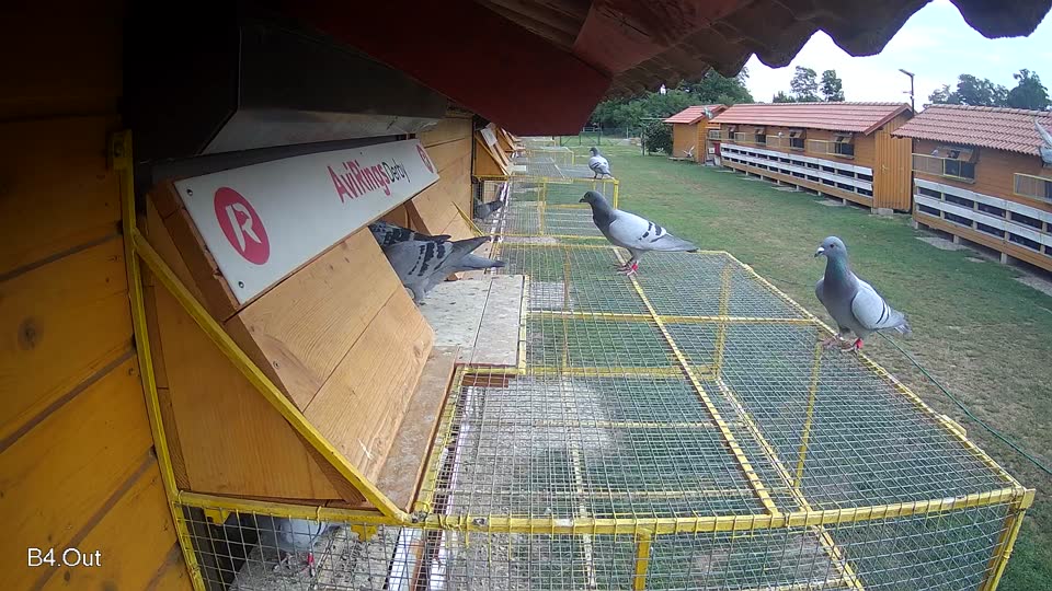 Pigeon Arrival Image For Race Race 3