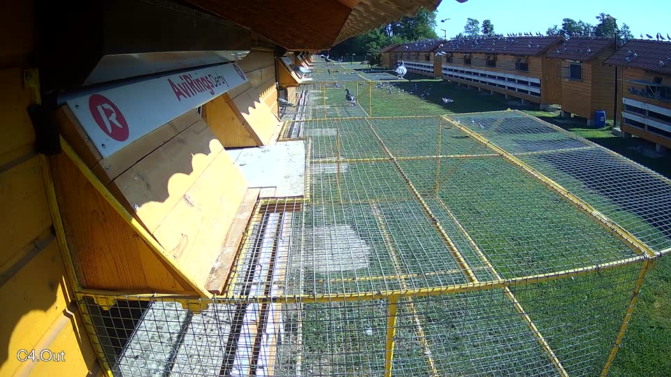 Pigeon Arrival Image For Race Race 4