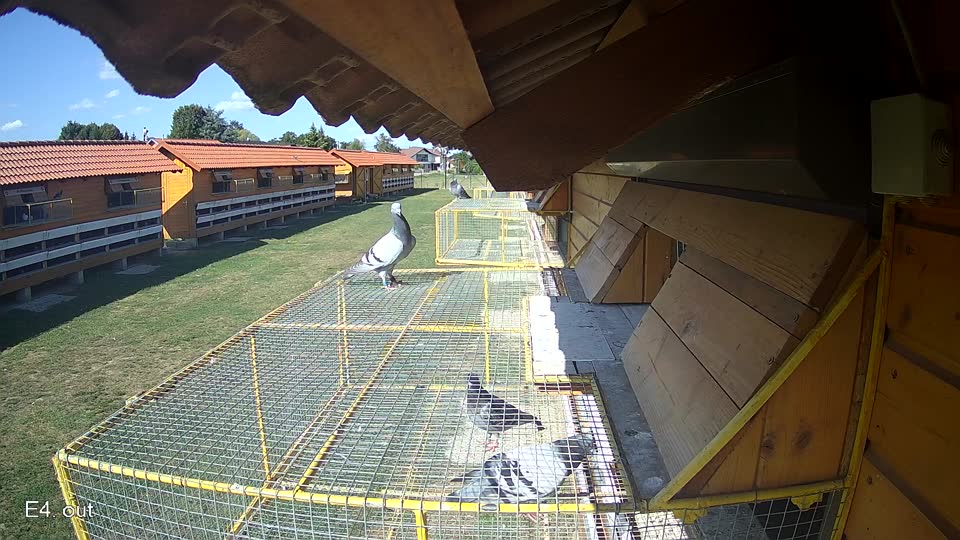Pigeon Arrival Image For Race Race 5