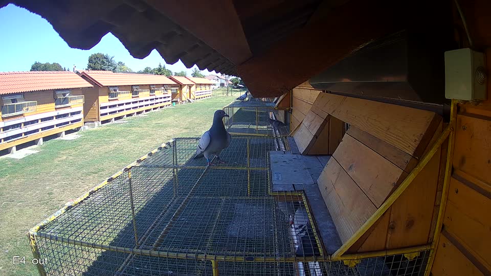 Pigeon Arrival Image For Race Race 3