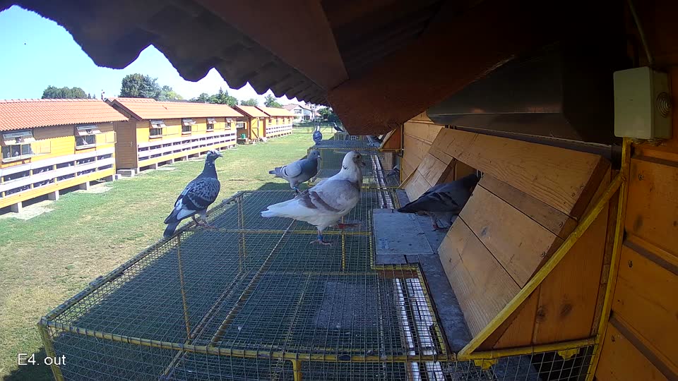 Pigeon Arrival Image For Race Race 2
