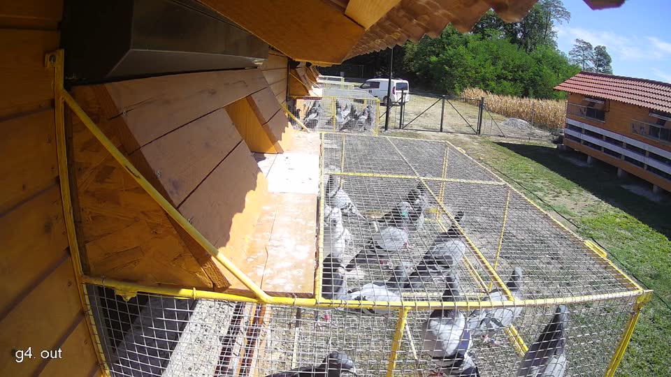 Pigeon Arrival Image For Race Race 3