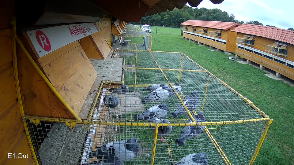 Pigeon Arrival Image For Race Final race 1