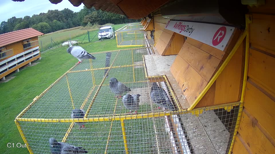 Pigeon Arrival Image For Race Final race 2