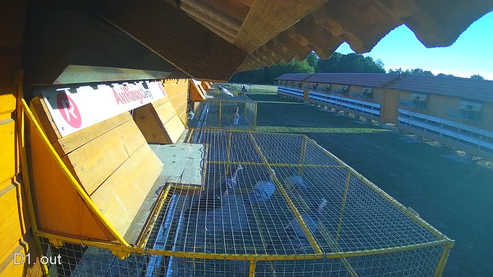 Pigeon Arrival Image For Race Race 3