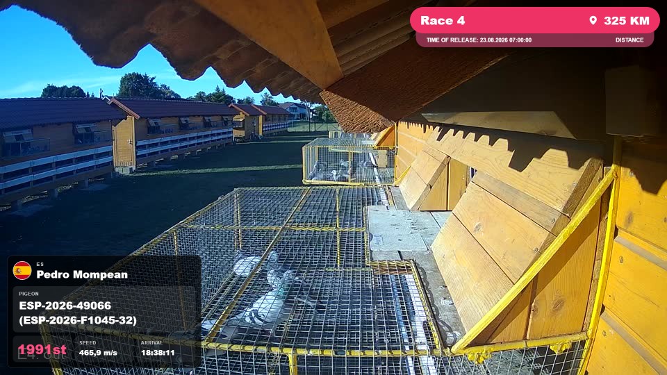 Pigeon Arrival Image For Race Race 4