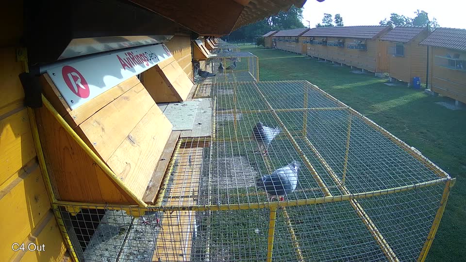 Pigeon Arrival Image For Race Race 3