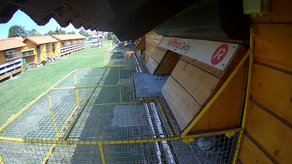Pigeon Arrival Image For Race Race 4