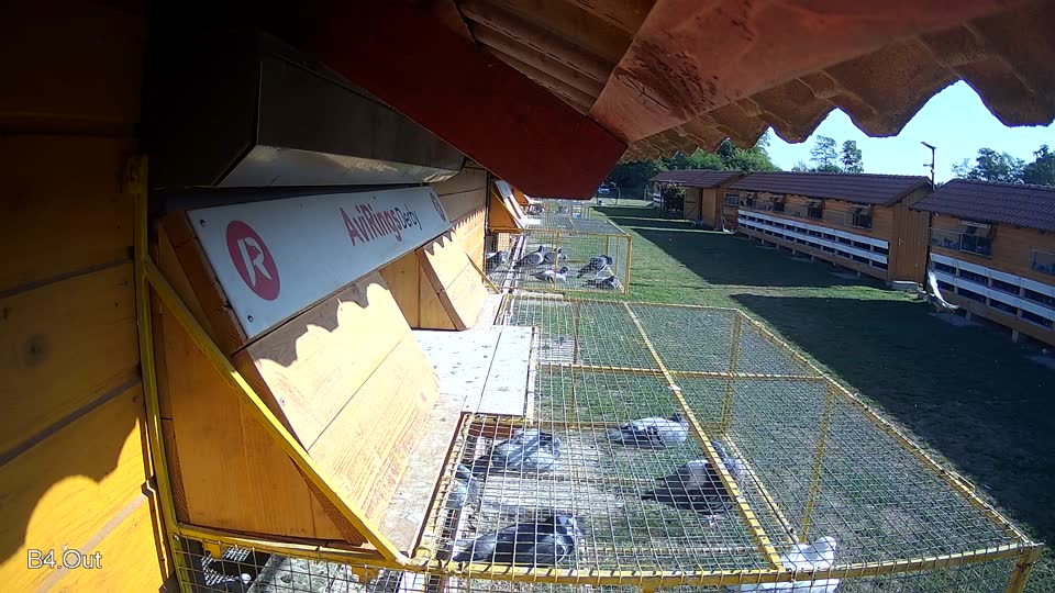 Pigeon Arrival Image For Race Race 5
