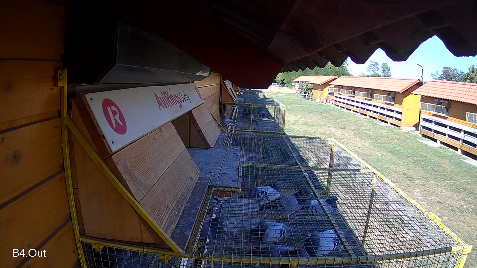 Pigeon Arrival Image For Race Race 3