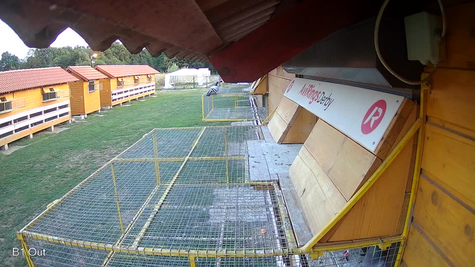 Pigeon Arrival Image For Race Final Race 1/3