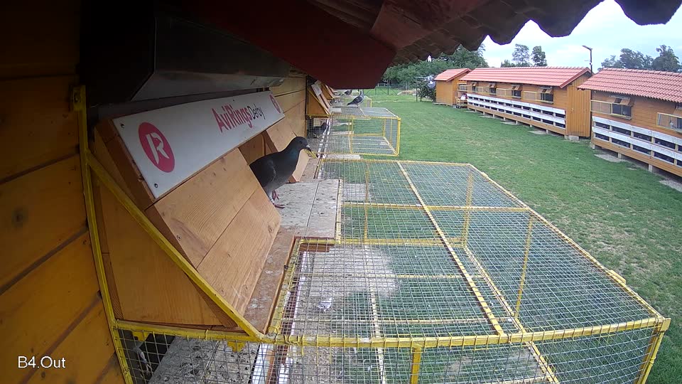 Pigeon Arrival Image For Race Race 6