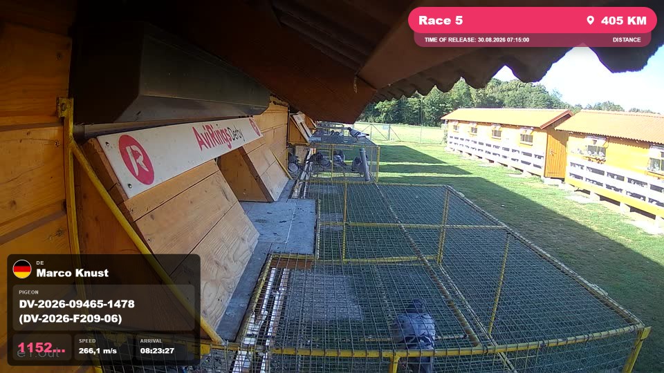 Pigeon Arrival Image For Race Race 5