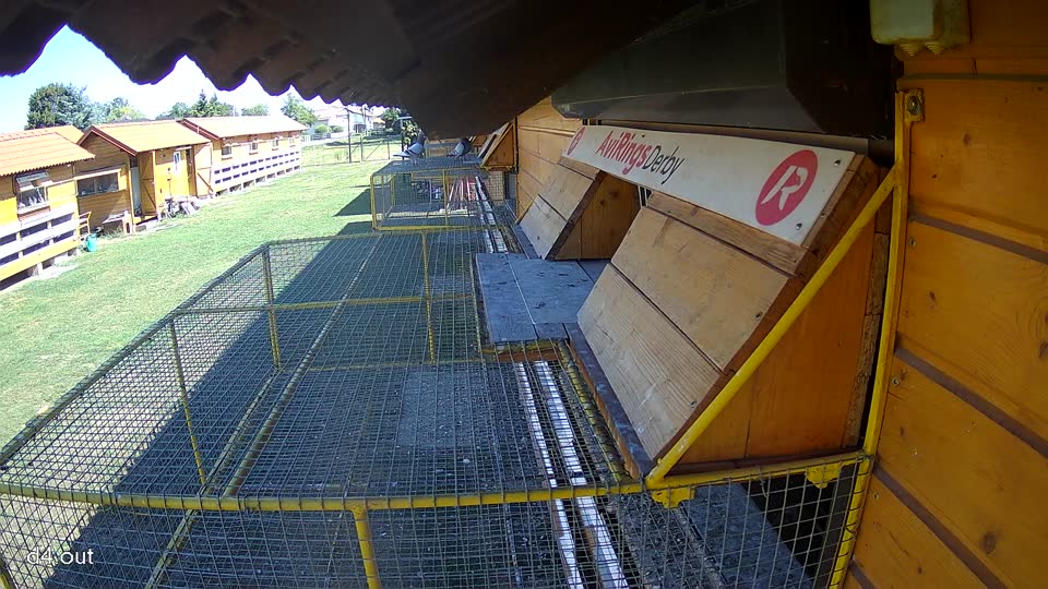 Pigeon Arrival Image For Race Race 3