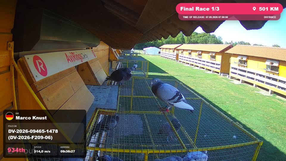 Pigeon Arrival Image For Race Final Race 1/3