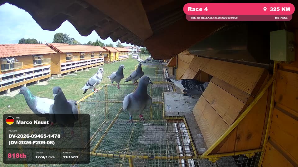 Pigeon Arrival Image For Race Race 4