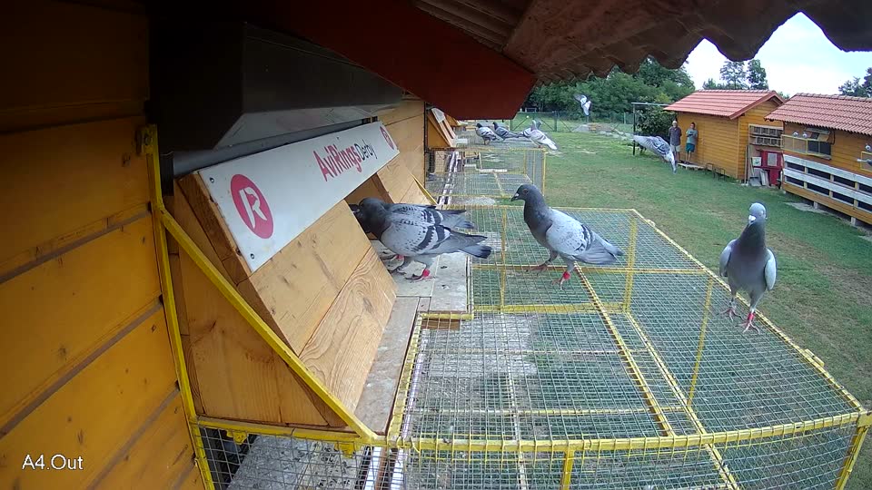 Pigeon Arrival Image For Race Race 3