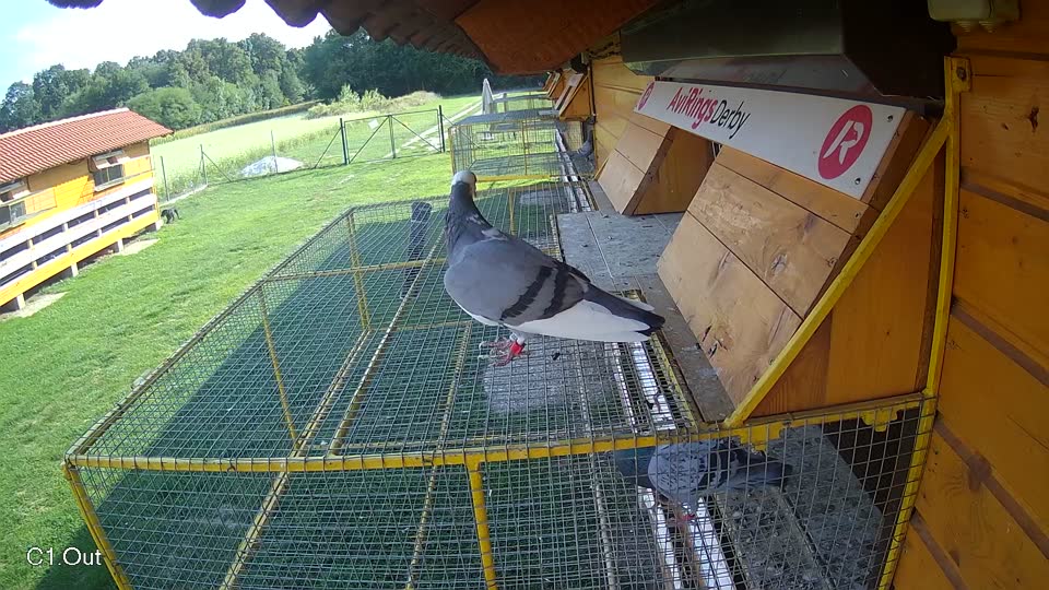Pigeon Arrival Image For Race Race 6