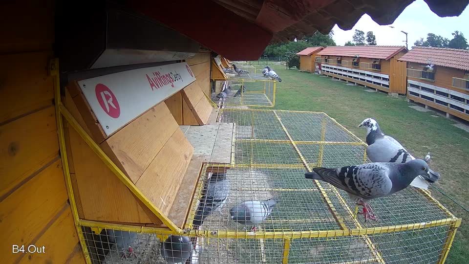 Pigeon Arrival Image For Race Race 3