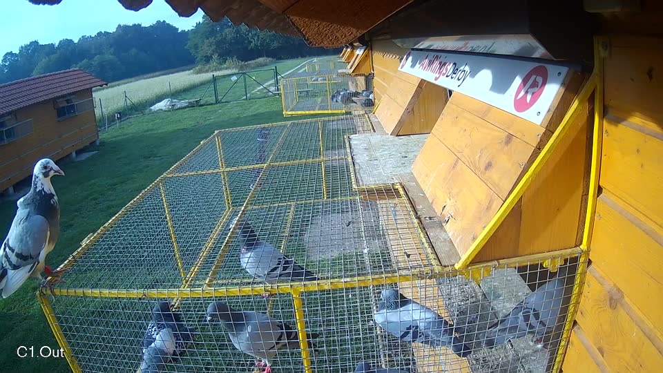 Pigeon Arrival Image For Race Final race 1