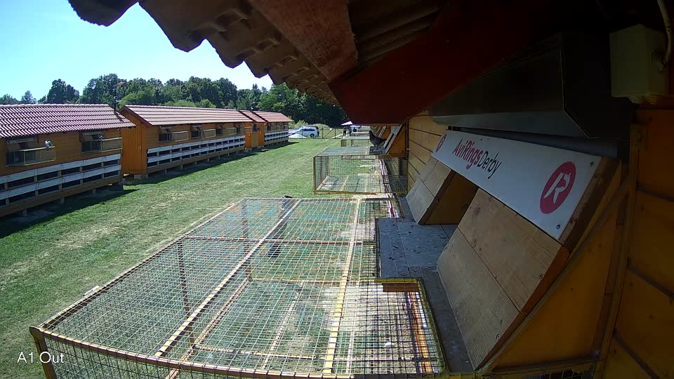 Pigeon Arrival Image For Race Race 5