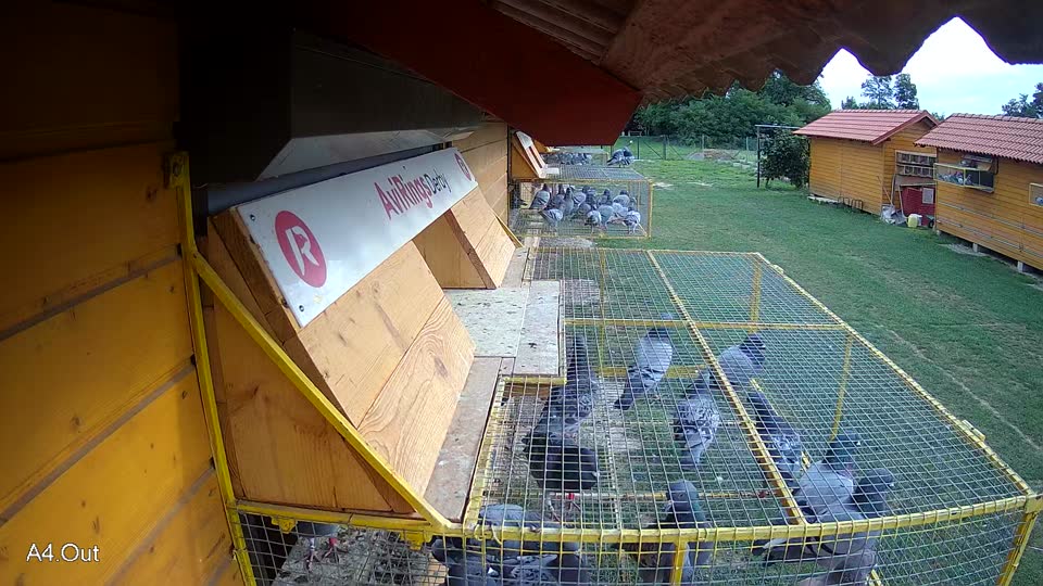 Pigeon Arrival Image For Race Race 2
