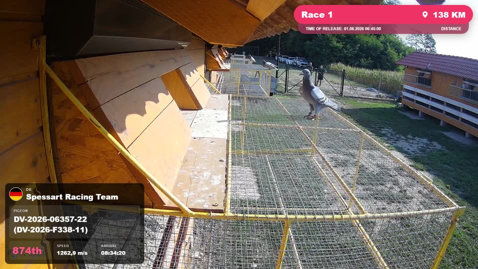 Pigeon Arrival Image For Race Race 1