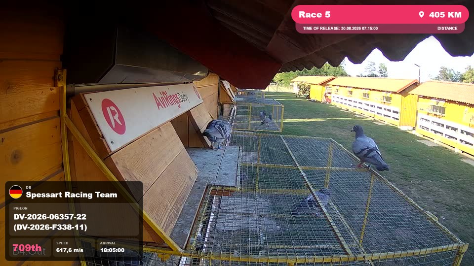 Pigeon Arrival Image For Race Race 5