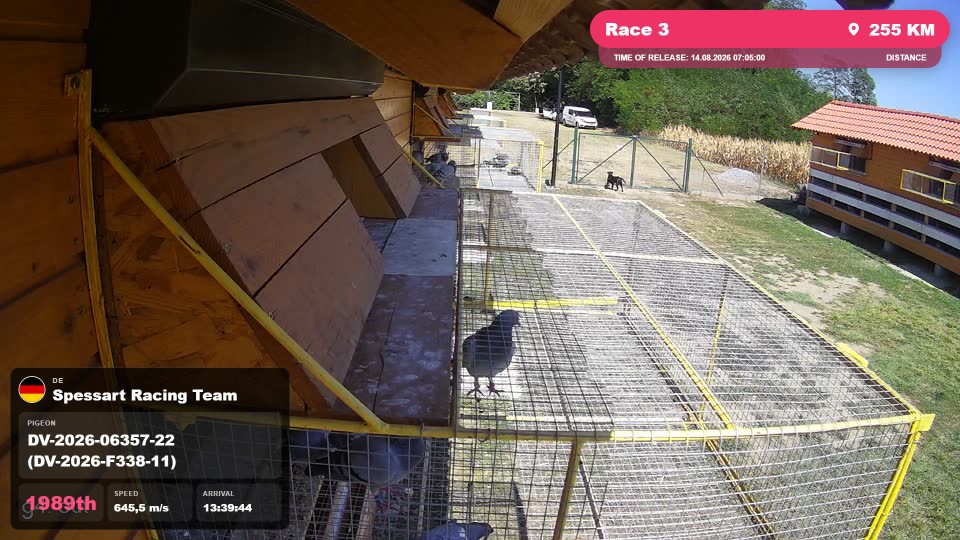 Pigeon Arrival Image For Race Race 3