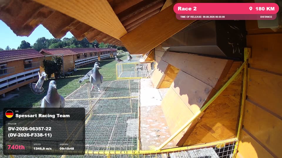 Pigeon Arrival Image For Race Race 2