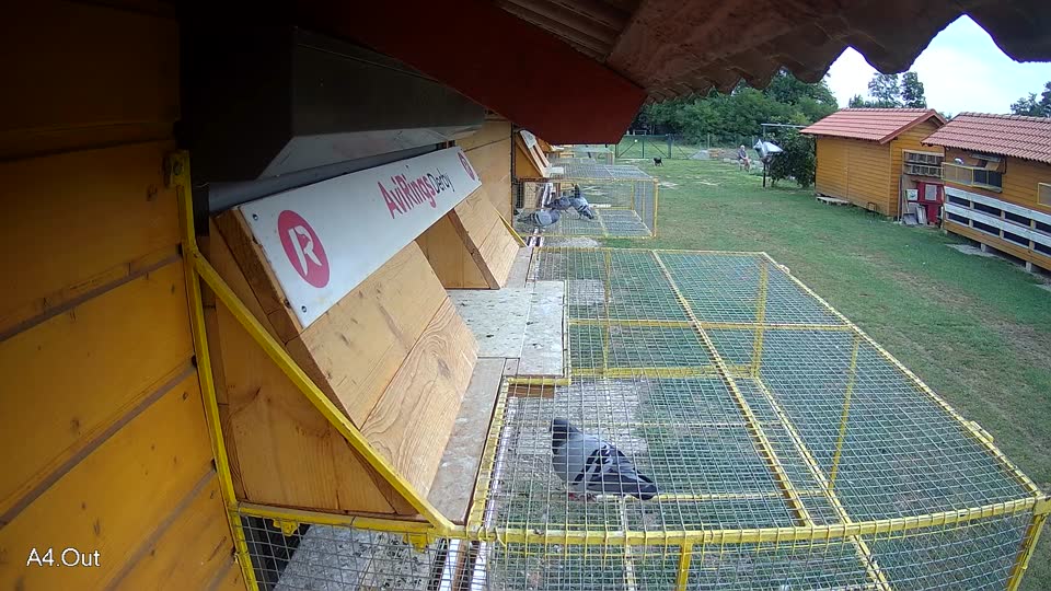 Pigeon Arrival Image For Race Race 3