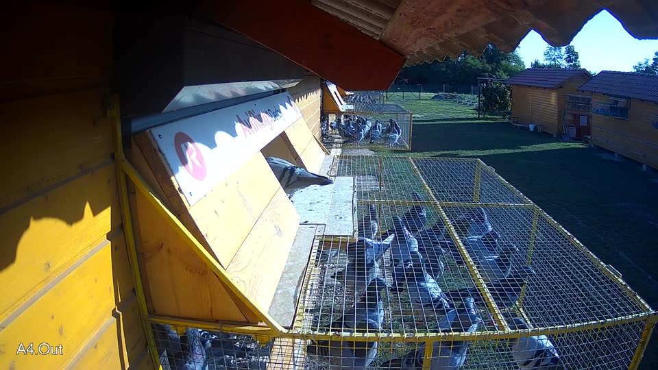 Pigeon Arrival Image For Race Race 4
