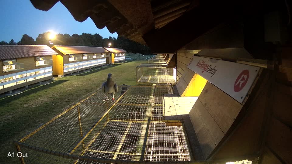 Pigeon Arrival Image For Race Race 5