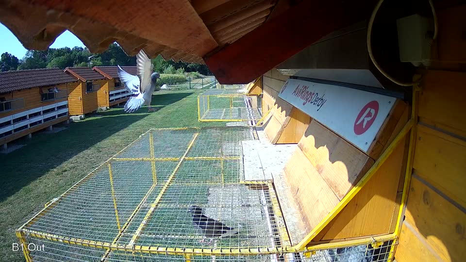Pigeon Arrival Image For Race Race 1