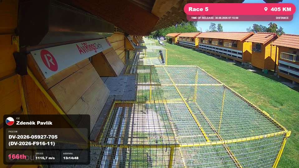 Pigeon Arrival Image For Race Race 5