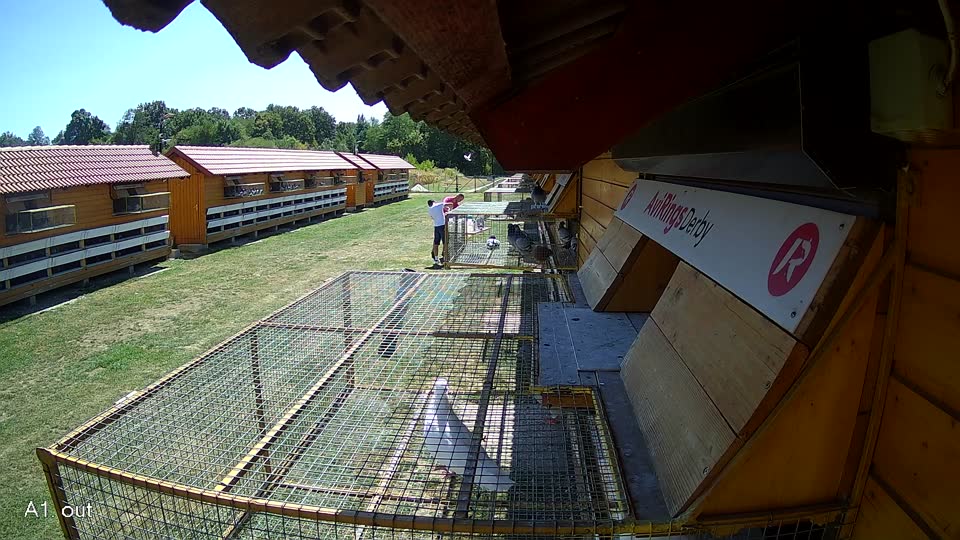 Pigeon Arrival Image For Race Race 3