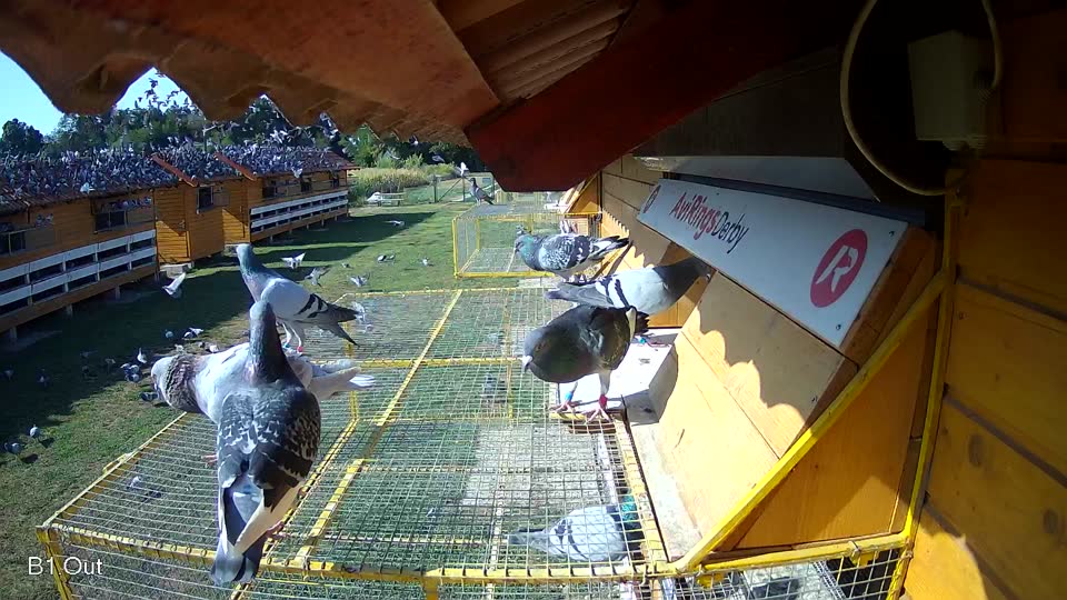 Pigeon Arrival Image For Race Race 2