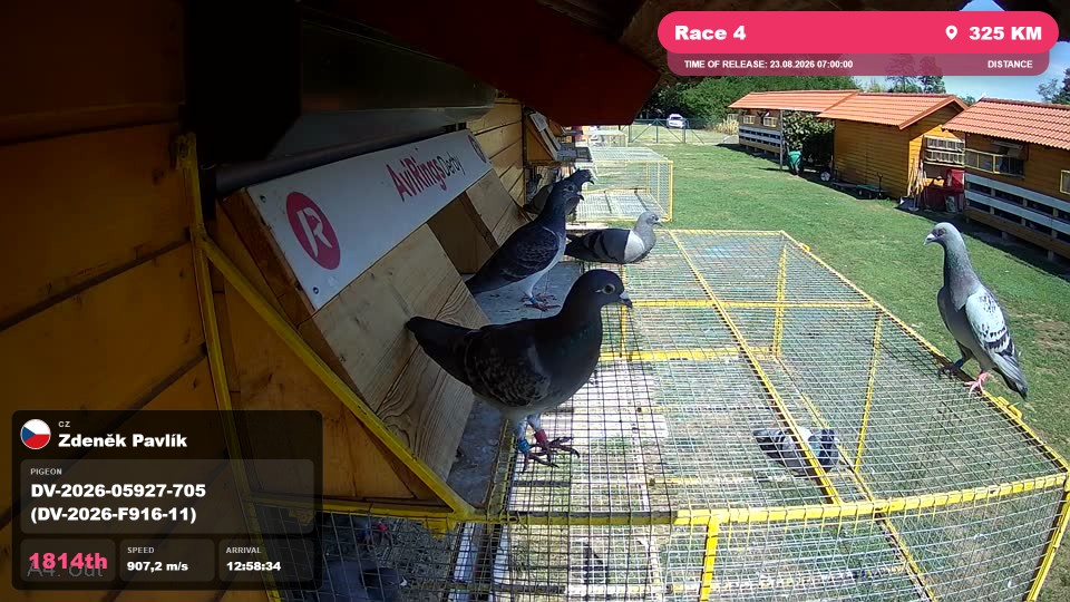 Pigeon Arrival Image For Race Race 4