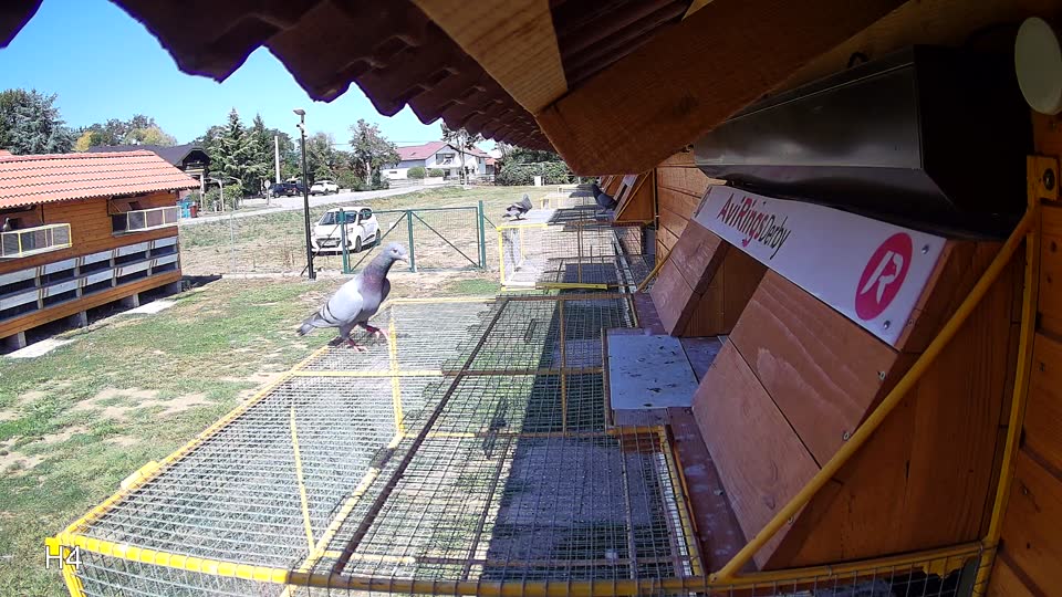Pigeon Arrival Image For Race Race 5