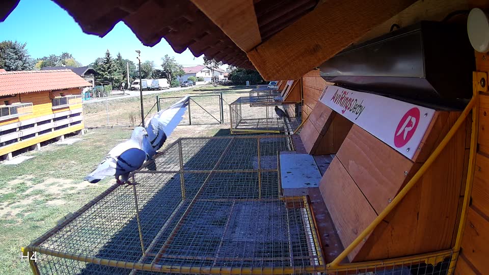 Pigeon Arrival Image For Race Race 3
