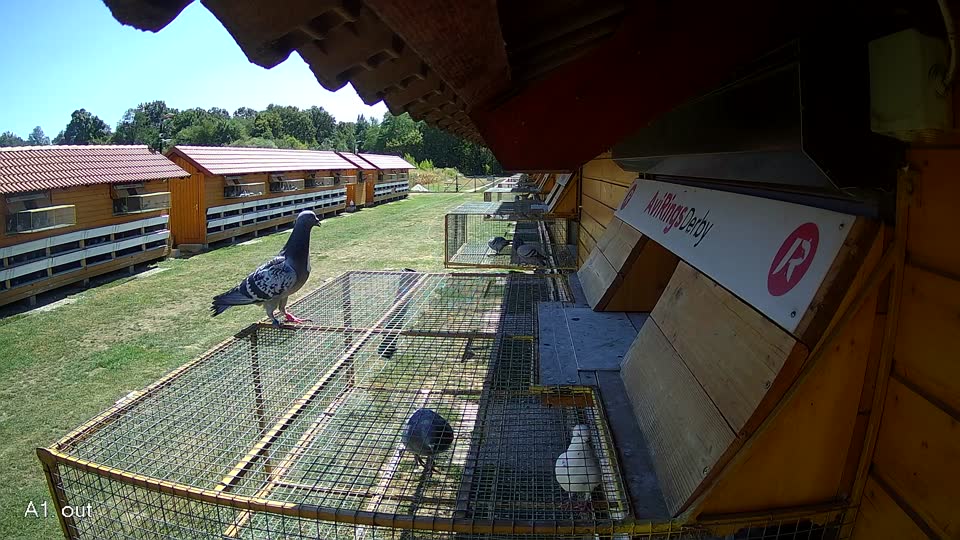 Pigeon Arrival Image For Race Race 3