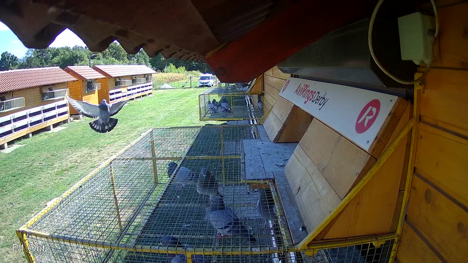 Pigeon Arrival Image For Race Race 4